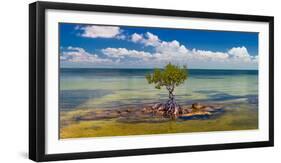 Single Mangrove tree in the Gulf of Mexico in the Florida Keys, Florida, USA-null-Framed Photographic Print
