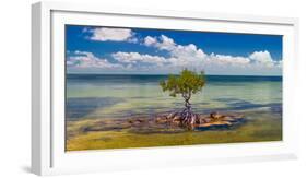 Single Mangrove tree in the Gulf of Mexico in the Florida Keys, Florida, USA-null-Framed Photographic Print