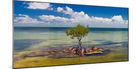 Single Mangrove tree in the Gulf of Mexico in the Florida Keys, Florida, USA-null-Mounted Photographic Print