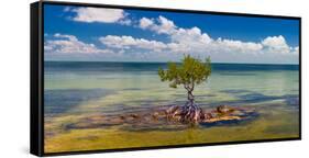 Single Mangrove tree in the Gulf of Mexico in the Florida Keys, Florida, USA-null-Framed Stretched Canvas