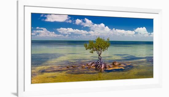 Single Mangrove tree in the Gulf of Mexico in the Florida Keys, Florida, USA-null-Framed Photographic Print