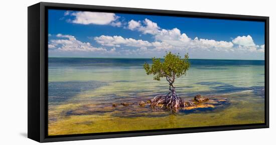 Single Mangrove tree in the Gulf of Mexico in the Florida Keys, Florida, USA-null-Framed Stretched Canvas