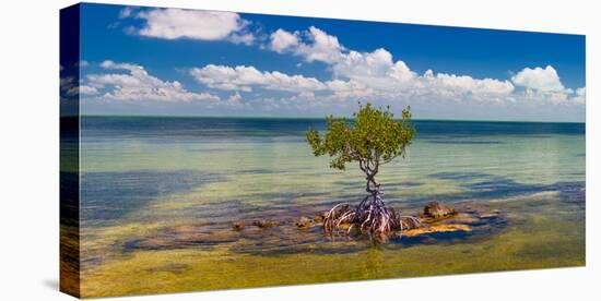 Single Mangrove tree in the Gulf of Mexico in the Florida Keys, Florida, USA-null-Stretched Canvas