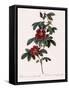 Single May Rose-Pierre Joseph Redoute-Framed Stretched Canvas