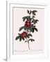 Single May Rose-Pierre Joseph Redoute-Framed Giclee Print