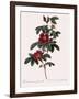 Single May Rose-Pierre Joseph Redoute-Framed Giclee Print