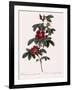 Single May Rose-Pierre Joseph Redoute-Framed Giclee Print
