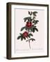 Single May Rose-Pierre Joseph Redoute-Framed Giclee Print