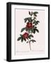 Single May Rose-Pierre Joseph Redoute-Framed Giclee Print