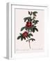 Single May Rose-Pierre Joseph Redoute-Framed Giclee Print