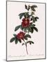 Single May Rose-Pierre Joseph Redoute-Mounted Giclee Print