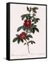 Single May Rose-Pierre Joseph Redoute-Framed Stretched Canvas