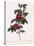 Single May Rose-Pierre Joseph Redoute-Stretched Canvas