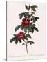Single May Rose-Pierre Joseph Redoute-Stretched Canvas