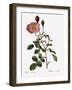 Single Moss Rose-Pierre Joseph Redoute-Framed Giclee Print