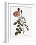 Single Moss Rose-Pierre Joseph Redoute-Framed Giclee Print