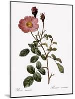 Single Moss Rose-Pierre Joseph Redoute-Mounted Giclee Print