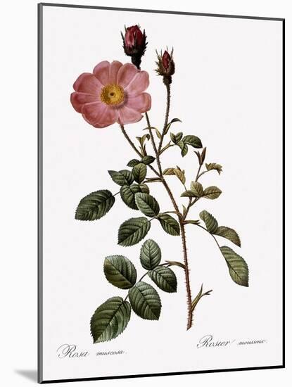 Single Moss Rose-Pierre Joseph Redoute-Mounted Giclee Print