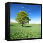 Single Oak in Grain Field in Spring, Back Light, Burgenlandkreis, Saxony-Anhalt, Germany-Andreas Vitting-Framed Stretched Canvas