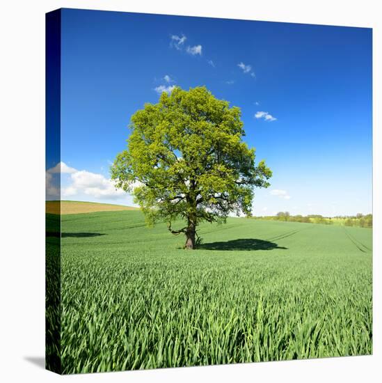 Single Oak in Grain Field in Spring, Back Light, Burgenlandkreis, Saxony-Anhalt, Germany-Andreas Vitting-Stretched Canvas