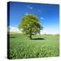 Single Oak in Grain Field in Spring, Back Light, Burgenlandkreis, Saxony-Anhalt, Germany-Andreas Vitting-Stretched Canvas