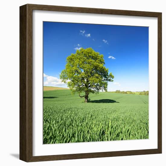 Single Oak in Grain Field in Spring, Back Light, Burgenlandkreis, Saxony-Anhalt, Germany-Andreas Vitting-Framed Photographic Print