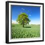 Single Oak in Grain Field in Spring, Back Light, Burgenlandkreis, Saxony-Anhalt, Germany-Andreas Vitting-Framed Photographic Print