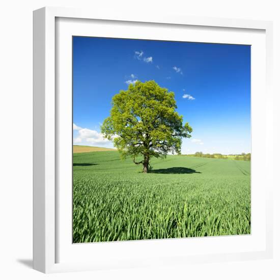 Single Oak in Grain Field in Spring, Back Light, Burgenlandkreis, Saxony-Anhalt, Germany-Andreas Vitting-Framed Photographic Print