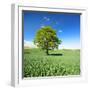 Single Oak in Grain Field in Spring, Back Light, Burgenlandkreis, Saxony-Anhalt, Germany-Andreas Vitting-Framed Photographic Print