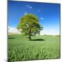 Single Oak in Grain Field in Spring, Back Light, Burgenlandkreis, Saxony-Anhalt, Germany-Andreas Vitting-Mounted Photographic Print