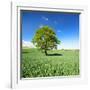 Single Oak in Grain Field in Spring, Back Light, Burgenlandkreis, Saxony-Anhalt, Germany-Andreas Vitting-Framed Photographic Print