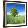 Single Oak in Grain Field in Spring, Back Light, Burgenlandkreis, Saxony-Anhalt, Germany-Andreas Vitting-Framed Photographic Print