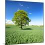 Single Oak in Grain Field in Spring, Back Light, Burgenlandkreis, Saxony-Anhalt, Germany-Andreas Vitting-Mounted Photographic Print