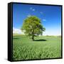 Single Oak in Grain Field in Spring, Back Light, Burgenlandkreis, Saxony-Anhalt, Germany-Andreas Vitting-Framed Stretched Canvas