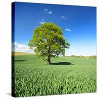 Single Oak in Grain Field in Spring, Back Light, Burgenlandkreis, Saxony-Anhalt, Germany-Andreas Vitting-Stretched Canvas