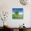 Single Oak in Grain Field in Spring, Back Light, Burgenlandkreis, Saxony-Anhalt, Germany-Andreas Vitting-Stretched Canvas displayed on a wall