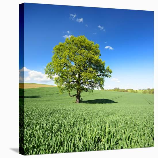 Single Oak in Grain Field in Spring, Back Light, Burgenlandkreis, Saxony-Anhalt, Germany-Andreas Vitting-Stretched Canvas