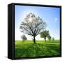 Single Oak in Grain Field in Spring, Back Light, Burgenlandkreis, Saxony-Anhalt, Germany-Andreas Vitting-Framed Stretched Canvas