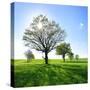 Single Oak in Grain Field in Spring, Back Light, Burgenlandkreis, Saxony-Anhalt, Germany-Andreas Vitting-Stretched Canvas