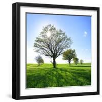 Single Oak in Grain Field in Spring, Back Light, Burgenlandkreis, Saxony-Anhalt, Germany-Andreas Vitting-Framed Photographic Print