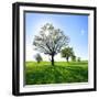 Single Oak in Grain Field in Spring, Back Light, Burgenlandkreis, Saxony-Anhalt, Germany-Andreas Vitting-Framed Photographic Print