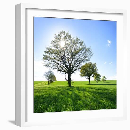 Single Oak in Grain Field in Spring, Back Light, Burgenlandkreis, Saxony-Anhalt, Germany-Andreas Vitting-Framed Photographic Print