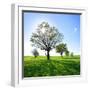 Single Oak in Grain Field in Spring, Back Light, Burgenlandkreis, Saxony-Anhalt, Germany-Andreas Vitting-Framed Photographic Print