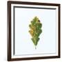 Single Oak Leaf-Clive Nolan-Framed Photographic Print