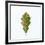 Single Oak Leaf-Clive Nolan-Framed Photographic Print