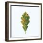 Single Oak Leaf-Clive Nolan-Framed Photographic Print