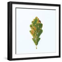 Single Oak Leaf-Clive Nolan-Framed Photographic Print