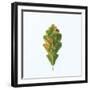 Single Oak Leaf-Clive Nolan-Framed Photographic Print