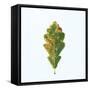 Single Oak Leaf-Clive Nolan-Framed Stretched Canvas