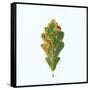 Single Oak Leaf-Clive Nolan-Framed Stretched Canvas